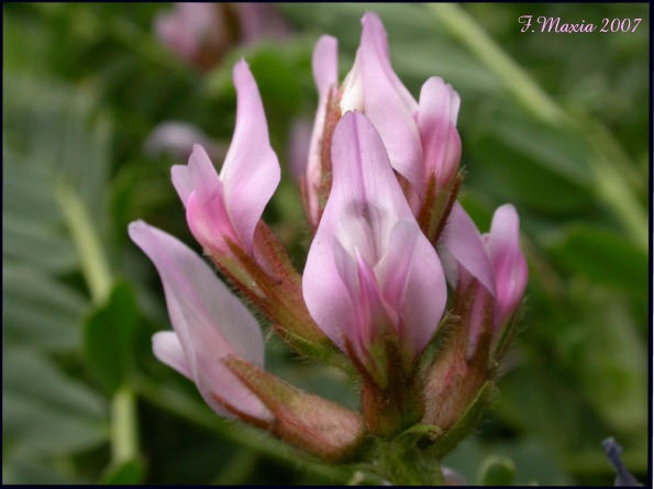 Astragalus verrucosus / Astragalo vescicoloso